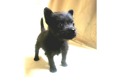 成約済の茨城県のミックス犬-176643の6枚目
