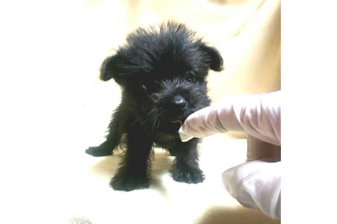 成約済の茨城県のミックス犬-176641の15枚目