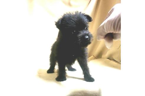成約済の茨城県のミックス犬-176641の14枚目