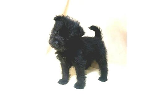 成約済の茨城県のミックス犬-176641の13枚目