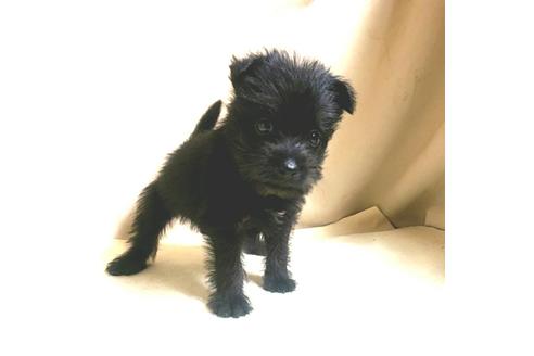 成約済の茨城県のミックス犬-176641の12枚目
