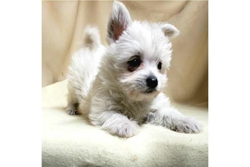 成約済の茨城県のミックス犬-175314の1枚目