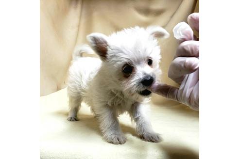 成約済の茨城県のミックス犬-175314の5枚目