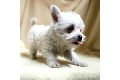 成約済の茨城県のミックス犬-175314の4枚目