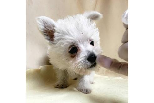 成約済の茨城県のミックス犬-175314の3枚目