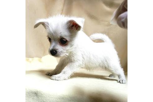 成約済の茨城県のミックス犬-175321の4枚目