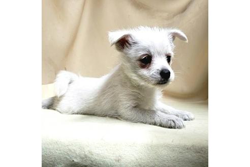 成約済の茨城県のミックス犬-175321の3枚目