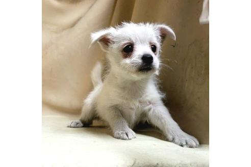 成約済の茨城県のミックス犬-175321の1枚目