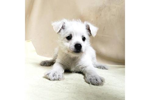 成約済の茨城県のミックス犬-175318の1枚目