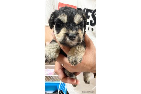 成約済の静岡県のミニチュアシュナウザー-177427の1枚目