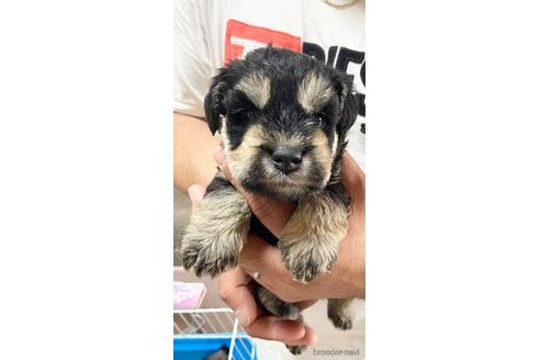 成約済の静岡県のミニチュアシュナウザー-177427の3枚目