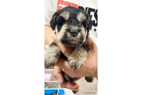 成約済の静岡県のミニチュアシュナウザー-177427の2枚目