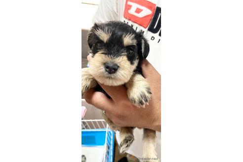 成約済の静岡県のミニチュアシュナウザー-177426の2枚目