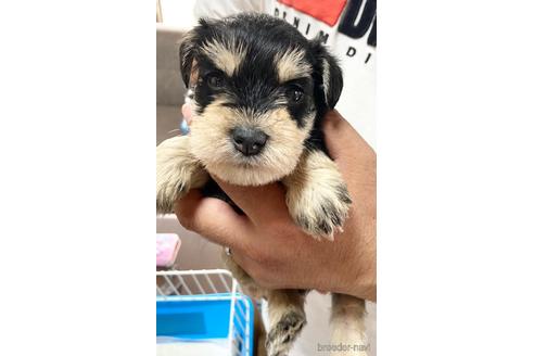 成約済の静岡県のミニチュアシュナウザー-177426の1枚目