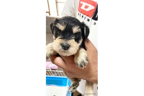 成約済の静岡県のミニチュアシュナウザー-177426の3枚目