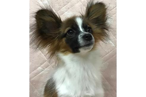 子犬