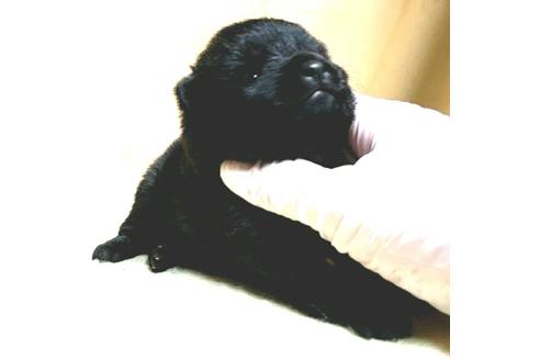 成約済の茨城県のスキッパーキ-179353の18枚目