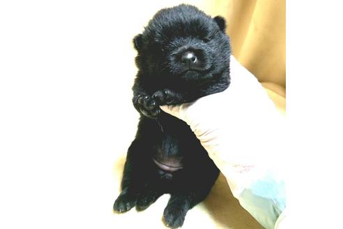 成約済の茨城県のスキッパーキ-179353の17枚目