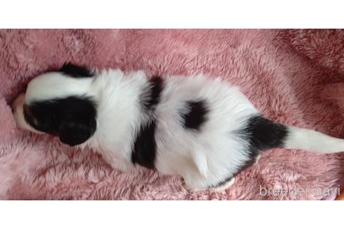 成約済の千葉県のパピヨン-176482の56枚目