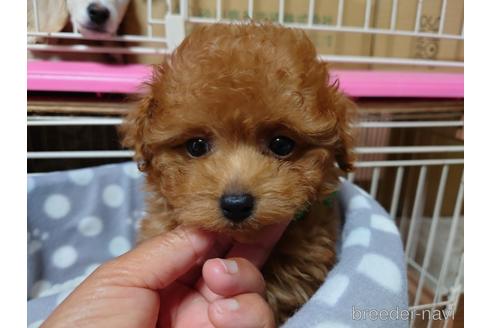 成約済の広島県のティーカッププードル-176857の1枚目