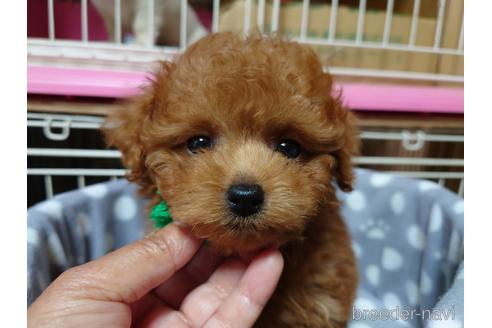 成約済の広島県のティーカッププードル-176857の3枚目