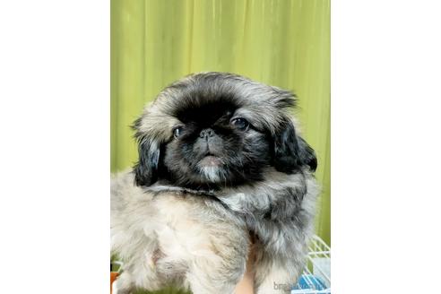 成約済の埼玉県のペキニーズ-169350の3枚目