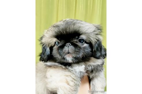 成約済の埼玉県のペキニーズ-169350の4枚目