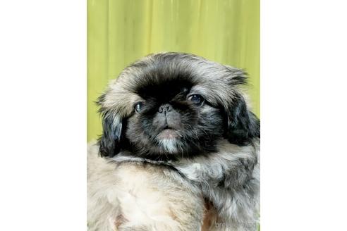 成約済の埼玉県のペキニーズ-169350の2枚目