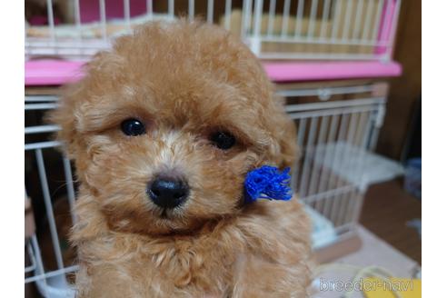 成約済の広島県のティーカッププードル-176862の17枚目