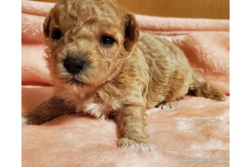 成約済の愛知県のマルプー:マルチーズ×トイプードル-178842の7枚目
