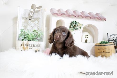 成約済の佐賀県のカニンヘンダックスフンド(ロングヘアード)-174276の1枚目