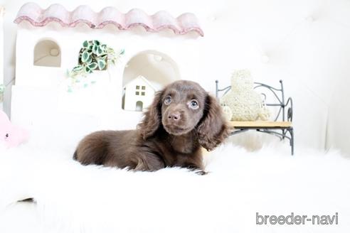 成約済の佐賀県のカニンヘンダックスフンド(ロングヘアード)-174276の5枚目