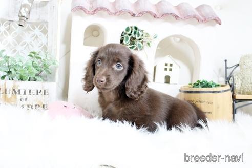 成約済の佐賀県のカニンヘンダックスフンド(ロングヘアード)-174276の4枚目