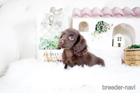 成約済の佐賀県のカニンヘンダックスフンド(ロングヘアード)-174276の3枚目