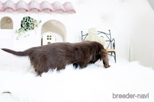 成約済の佐賀県のカニンヘンダックスフンド(ロングヘアード)-174276の2枚目