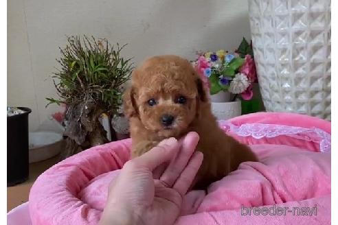 子犬