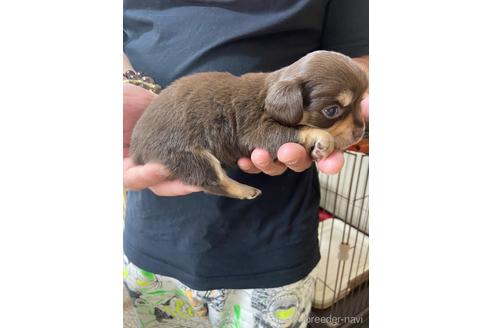 成約済の静岡県のチワックス:チワワ×ミニチュアダックスフンド-177429の3枚目