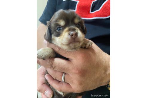 成約済の静岡県のチワックス:チワワ×ミニチュアダックスフンド-177429の4枚目