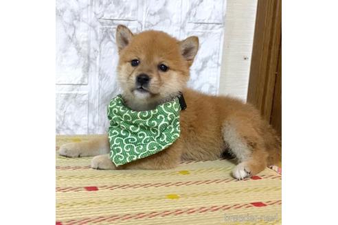 成約済の茨城県の豆柴-179441の3枚目