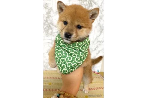 成約済の茨城県の豆柴-179441の4枚目