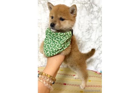 成約済の茨城県の豆柴-179441の2枚目