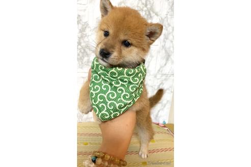 成約済の茨城県の豆柴-179441の5枚目