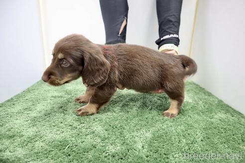 成約済の群馬県のミニチュアダックスフンド(ロングヘアード)-175982の3枚目