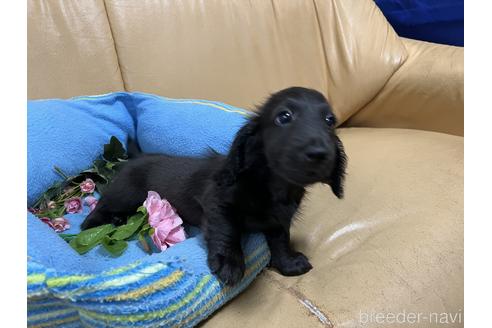 成約済の栃木県のミニチュアダックスフンド(ロングヘアード)-175783の3枚目