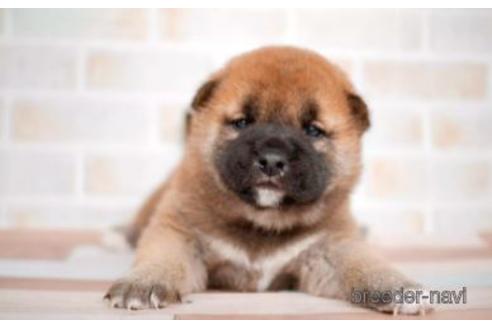 成約済の福岡県の柴犬-179533の1枚目