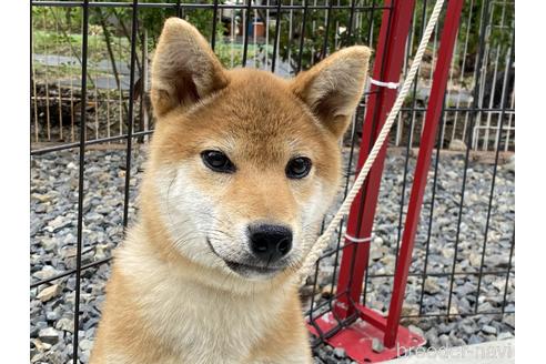 成約済の岡山県の柴犬-162584の8枚目