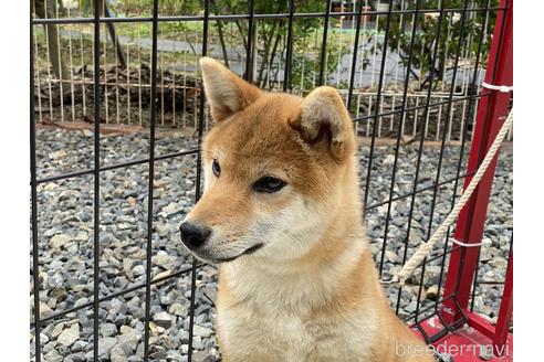 成約済の岡山県の柴犬-162584の7枚目