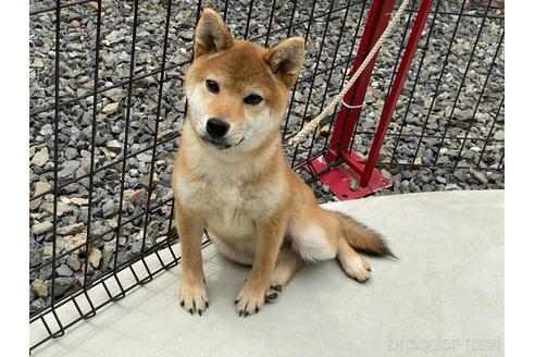 成約済の岡山県の柴犬-162584の6枚目