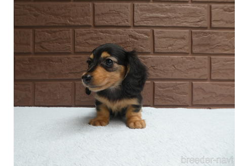 成約済の埼玉県のカニンヘンダックスフンド(ロングヘアード)-179539の3枚目