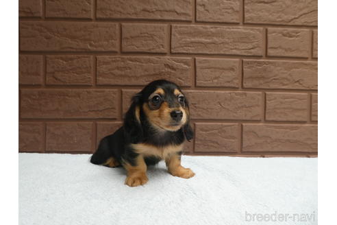成約済の埼玉県のカニンヘンダックスフンド(ロングヘアード)-179539の2枚目